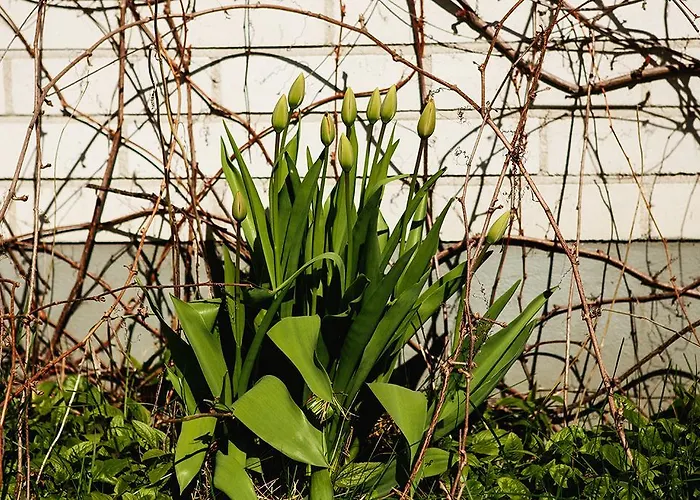 Fireman Center 2* Saari (South Karelia)